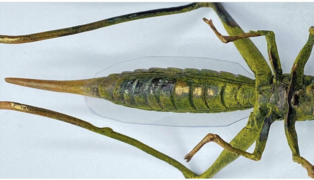 CAVALLETTA IN BRONZO DELLA FONDERIA ‘BERGMANN’ XIX sec. BRONZE GRASSHOPPER FROM THE 'BERGMAN' FOUNDRY 19th century. - immagine 6