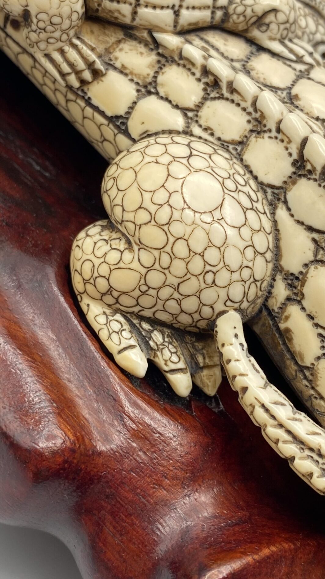 COCCODRILLO IN AVORIO, CON FIRMA DELLO SCULTORE SUL VENTRE. GIAPPONE, INIZI XX sec. - immagine 24
