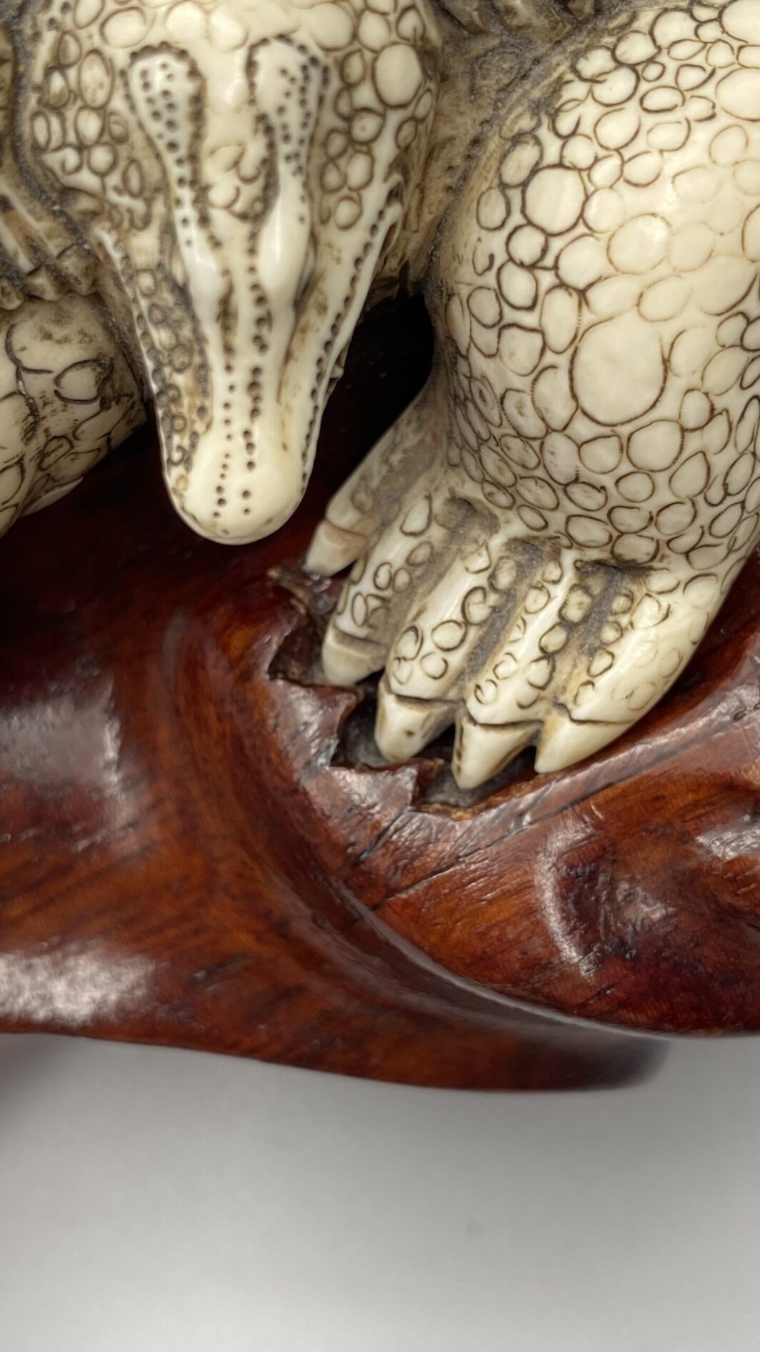 COCCODRILLO IN AVORIO, CON FIRMA DELLO SCULTORE SUL VENTRE. GIAPPONE, INIZI XX sec. - immagine 23