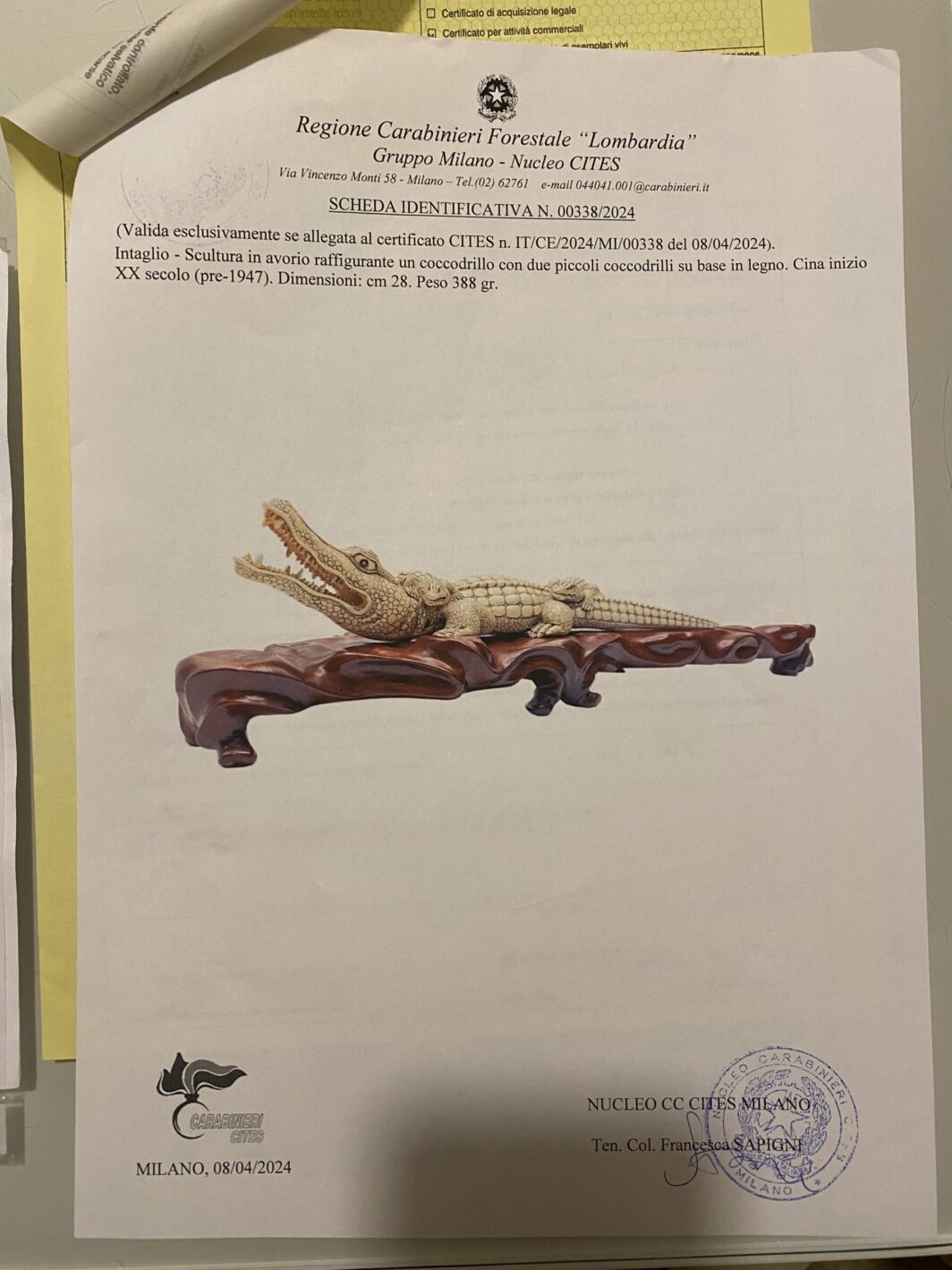 COCCODRILLO IN AVORIO, CON FIRMA DELLO SCULTORE SUL VENTRE. GIAPPONE, INIZI XX sec. - immagine 30
