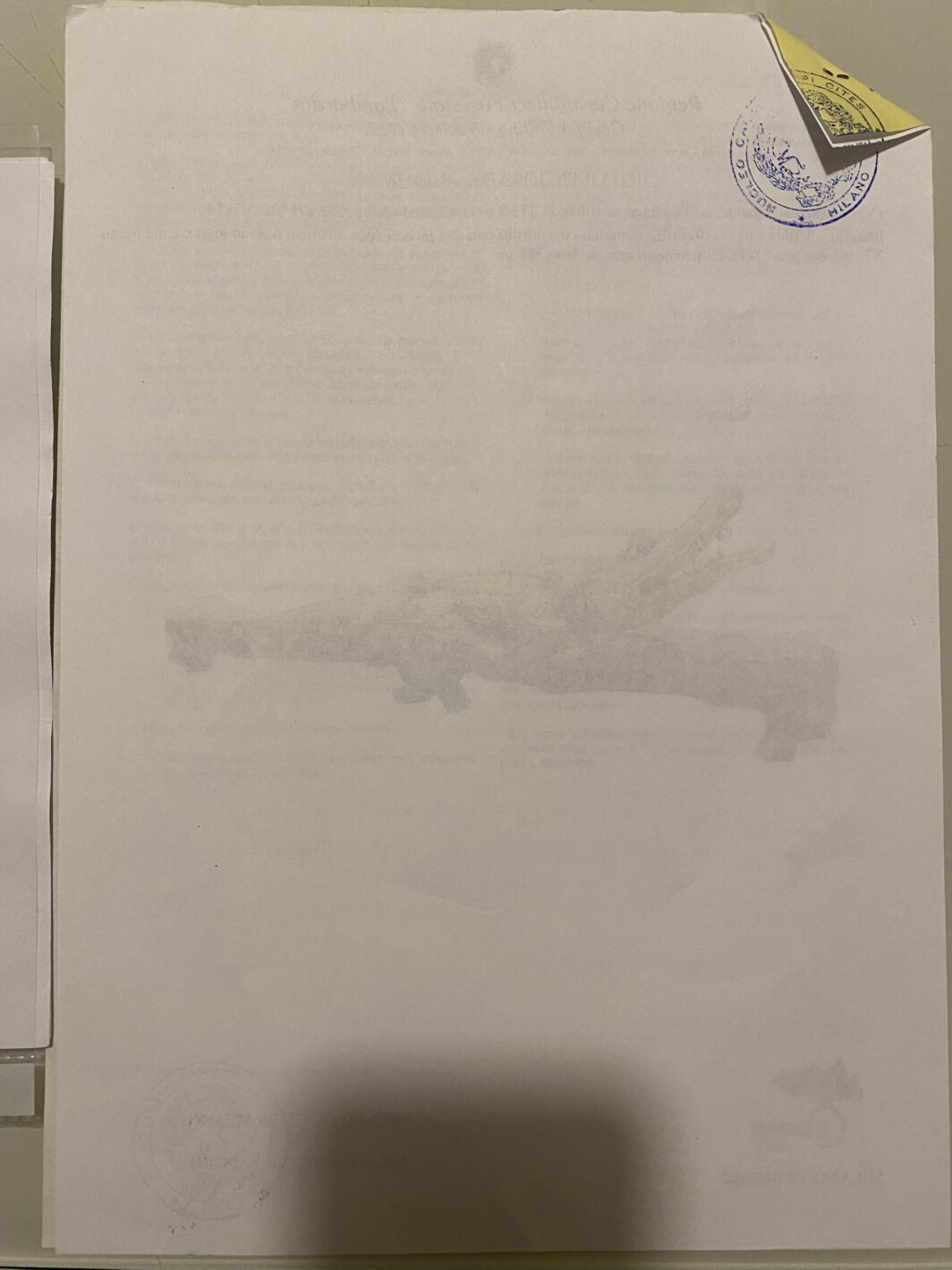 COCCODRILLO IN AVORIO, CON FIRMA DELLO SCULTORE SUL VENTRE. GIAPPONE, INIZI XX sec. - immagine 33
