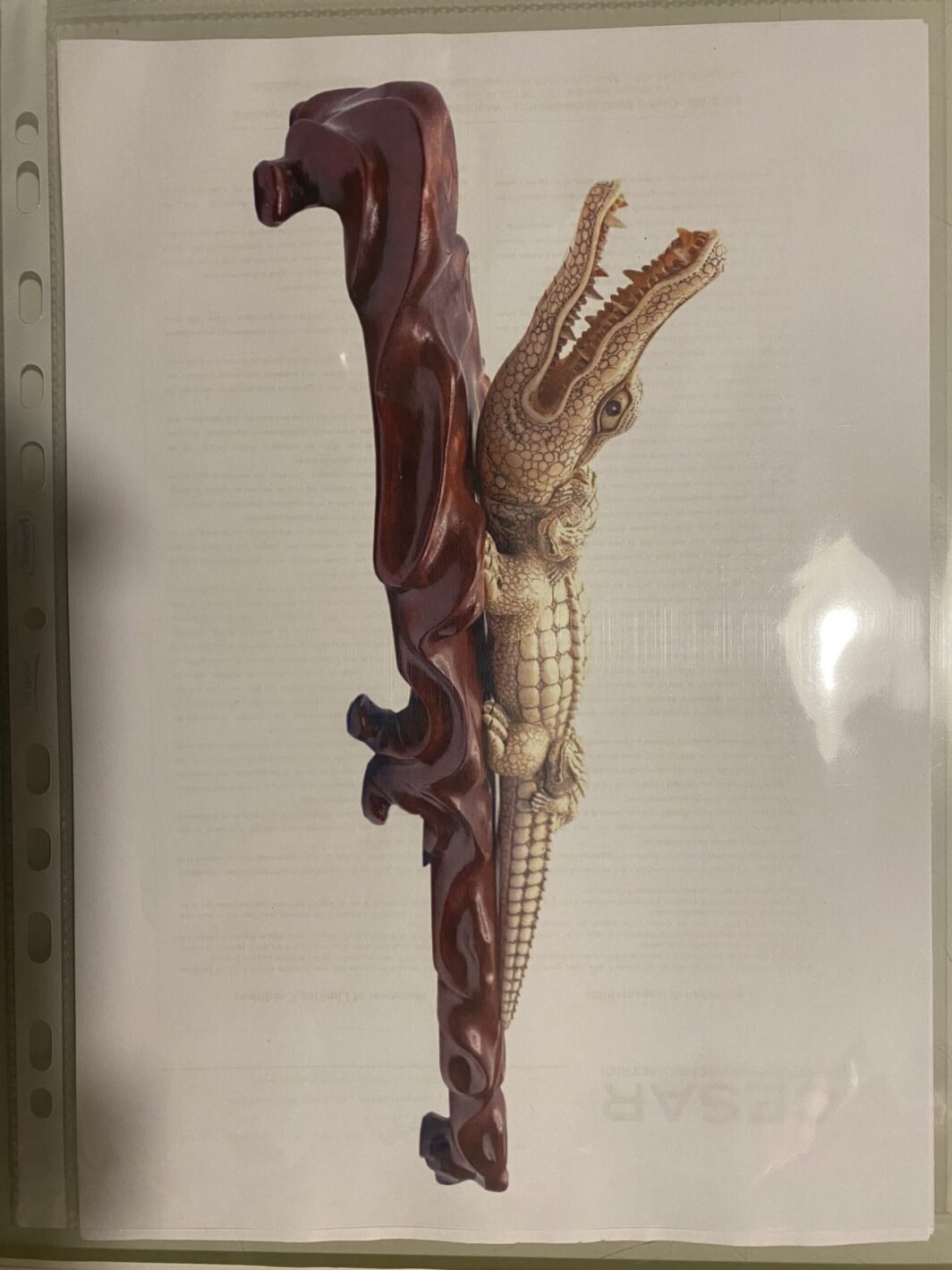 COCCODRILLO IN AVORIO, CON FIRMA DELLO SCULTORE SUL VENTRE. GIAPPONE, INIZI XX sec. - immagine 36