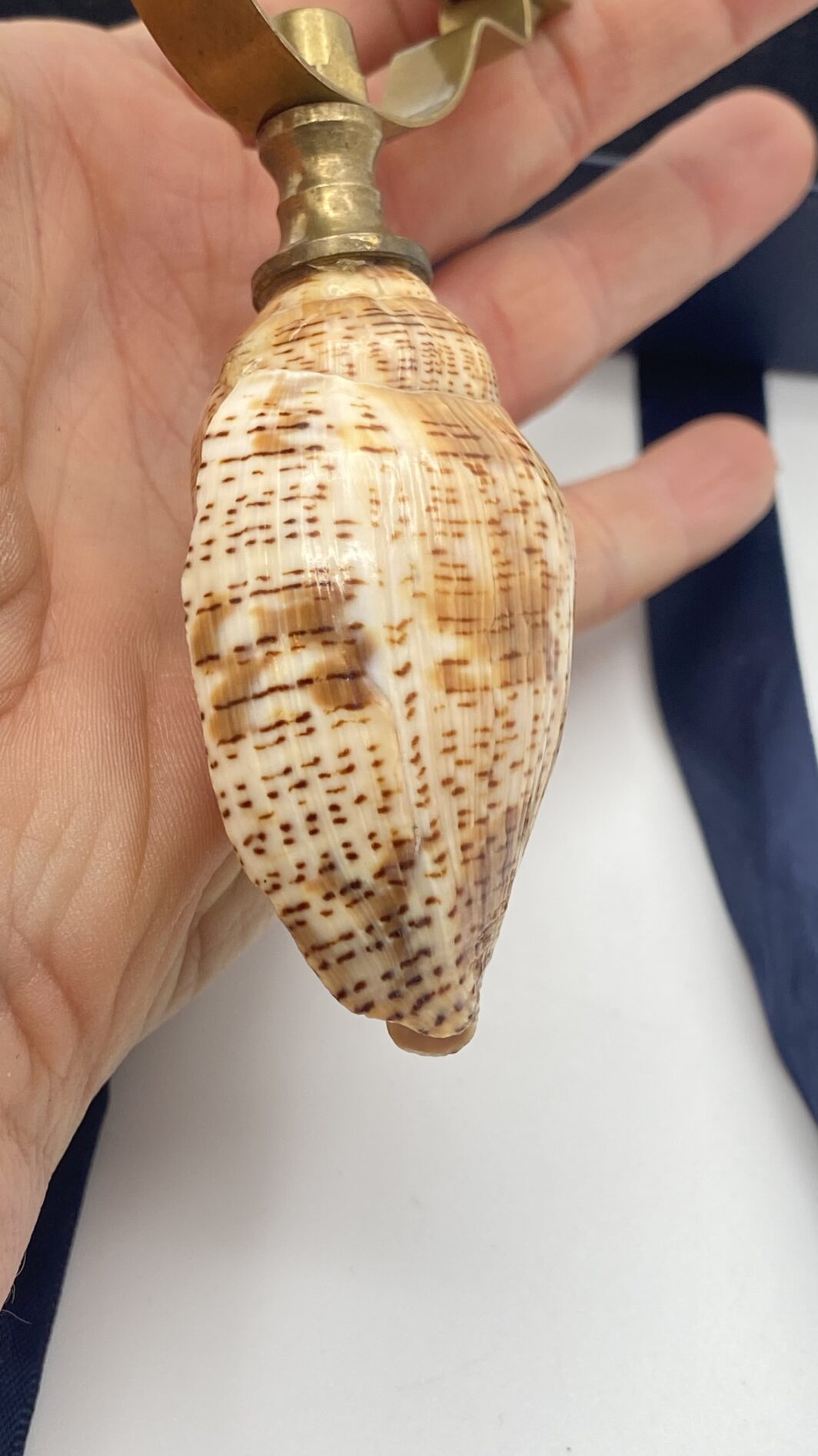 RARA E INUSUALE LENTE DA COLLEZIONE, COLONIALE, IN OTTONE CON IMPUGNATURA FATTA IN CONCHIGLIA HARPULINA LAPPONICA. INIZI XX sec. - immagine 2