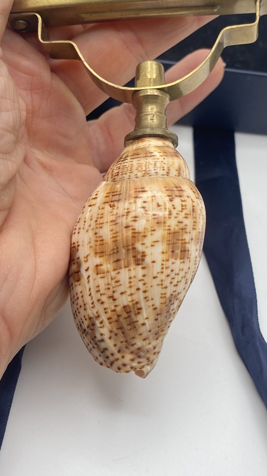 RARA E INUSUALE LENTE DA COLLEZIONE, COLONIALE, IN OTTONE CON IMPUGNATURA FATTA IN CONCHIGLIA HARPULINA LAPPONICA. INIZI XX sec. - immagine 9