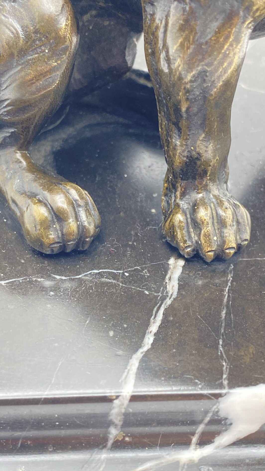 SCULTURA IN BRONZO BULLDOG XIX SECOLO – MANIFATTURA CELSA, BASE IN MARMO NERO - immagine 6